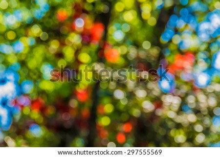 Soft focus photo of bright forest with sunlight, abstract natural background, blurred grunge image,