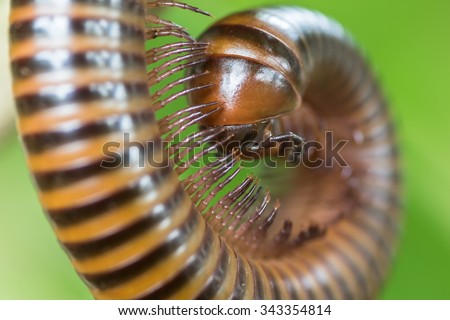 Millipedes have many legs A tropical insects