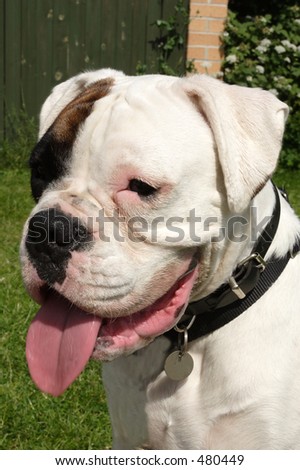 panting dog on a hot day