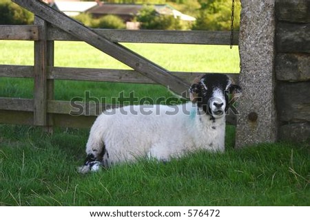 A sheep lying next to a gate