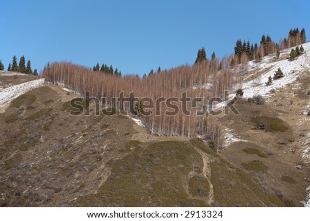 blue sky, brown grove, green fir-trees, brown and green slope