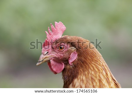 chicken and hen on a farm