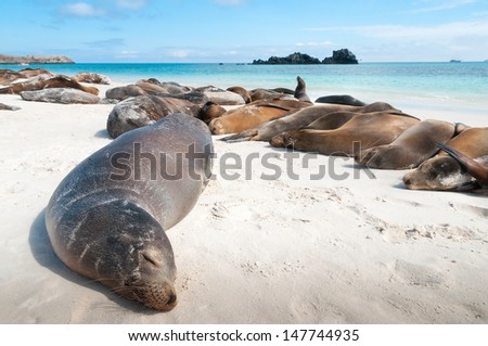 Espanola Island Galapagos with many sea-lions sleeping on a beach.