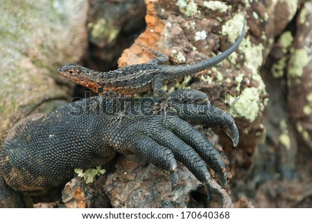 Galapagos laval lizard resting on marine iguana claw