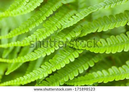 Closeup of green fern fronds