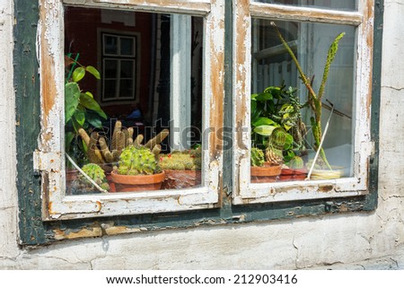 Cacti on display on a window sill with peeling wooden frame