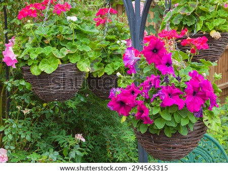 Beautiful hanging baskets with purple petunias.