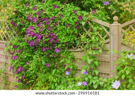 Flowering clematis climbing over a garden fence.