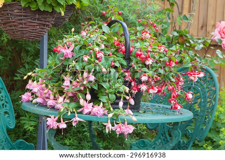 Pink fuchsia planted in a container resting on a garden table with hanging basket background
