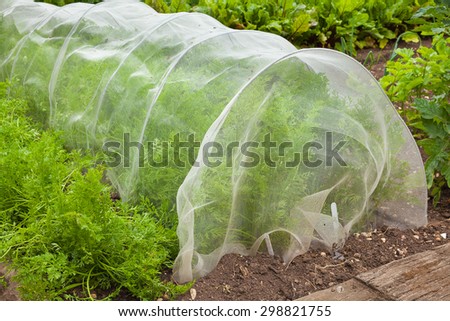 Carrot plants being grown under a cloche netting.