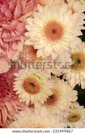chrysanthemum flower or golden-daisy