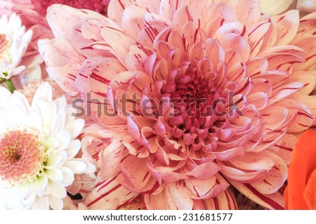 chrysanthemum flower or golden-daisy