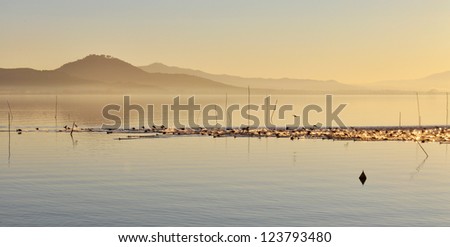 Lake landscape at sunset. Flock of ducks on the water