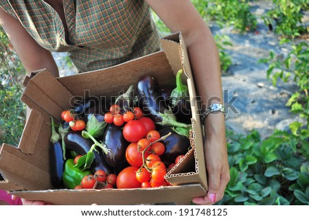 Organic farming, harvesting of vegetables. Basket with tomatoes and eggplant.