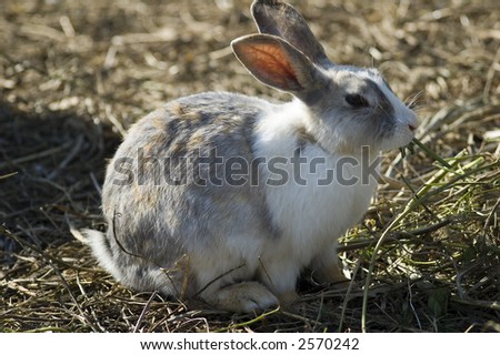 furry rabbit