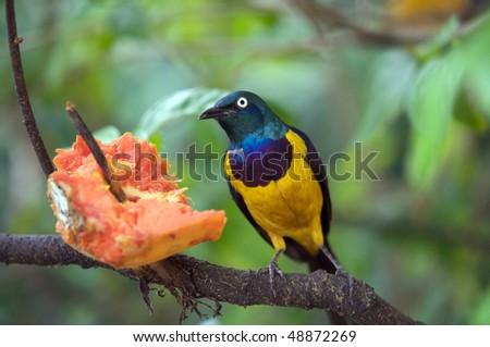 Malaysian bird eating papaya