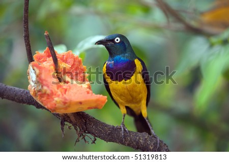 Wild bird eating papaya