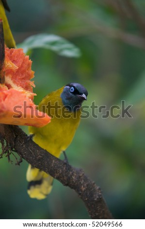 Malaysian Bird Eating Papaya