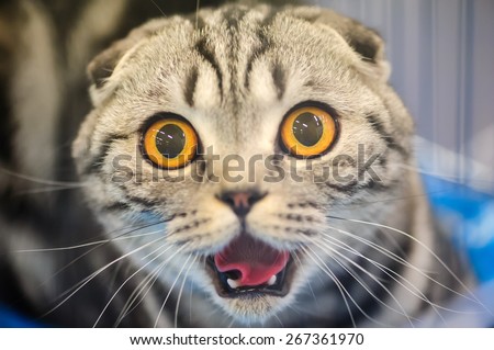 funny cat with blurred background