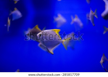 Underwater picture with great variety of fish