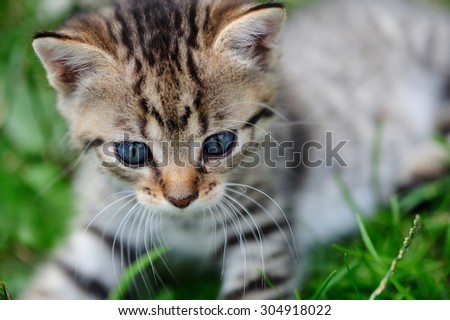 lovely kitty with blue eyes on the blurred background