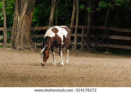 horse walking on the ground