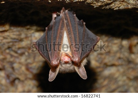 bat holding on a wall