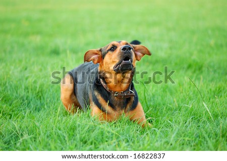 portrait of barking  dog