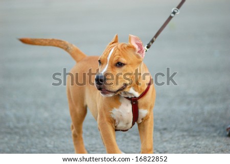 pit bull terrier puppy