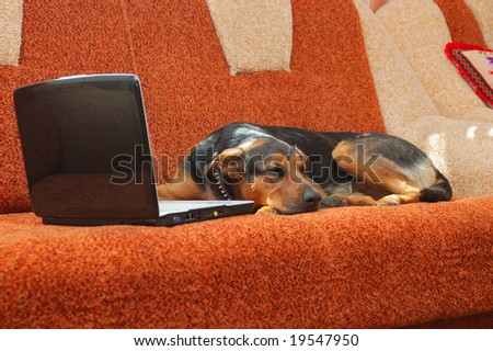 dog sleeping near notebook