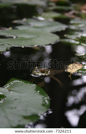 A frog floating in a pond with lilly pads.