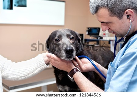 Medical examination of my dog to the vet
