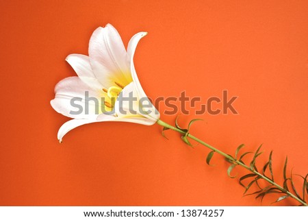 Lily flower isolated on orange