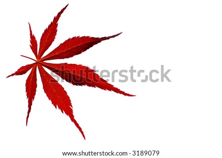 An isolated red maple leaf