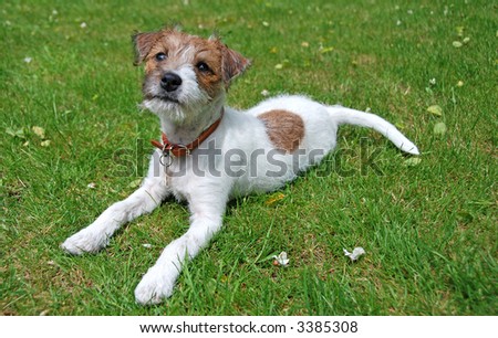 A pure bred parson jack russell terrier.