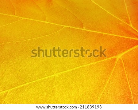 Autumn background from sycamore leaf close up