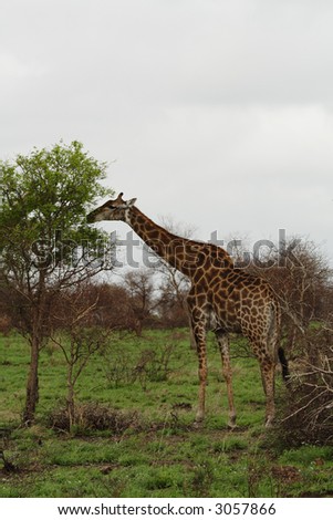 Giraffe feeding on a tall tree on a cloudy day in Africa