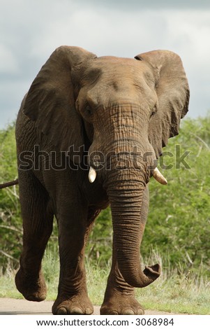 African bull elephant charging down road