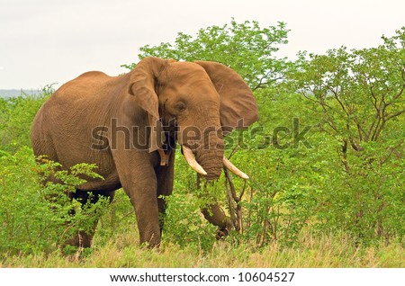 african elephant ears. african elephant grazing