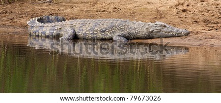 Panoramic photograph of an African crocodile resting near the water\'s edge.