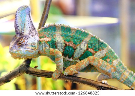 A veiled chameleon (Chamaeleo calyptratus) walking on a branch