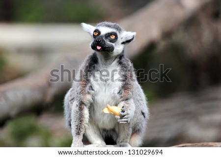 A ring-tailed lemur (Lemur catta) does grimaces while eating a fruit