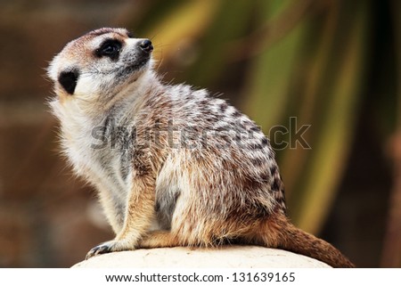 A meerkat, sitting on a rock, looks around
