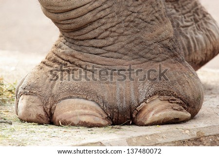 Closeup of the big foot of an asiatic elephant