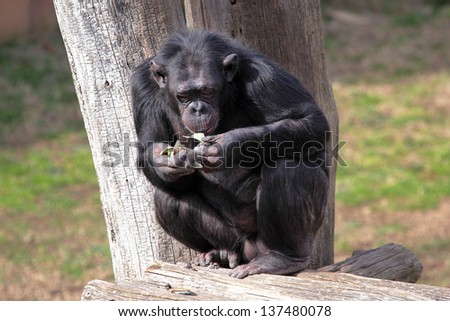 A chimpanzee (Pan Troglodytes) in a zoo, eating a vegetable