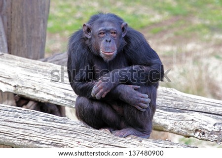 A chimpanzee (Pan Troglodytes) in a zoo, sitting on a platform