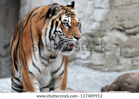 A Siberian tiger (Panthera tigris altaica) standing with his mouth open