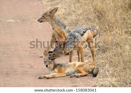 A family of black-backed jackals (Canis mesomelas), the mother grooming a cub, in Serengeti National Park, Tanzania