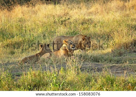 Group of young male lions (Panthera Leo) resting at the shadow of a tree in Serengeti National Park, Tanzania