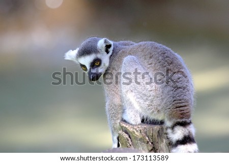 A ring-tailed lemur (Lemur catta) sitting on a log and looking behind